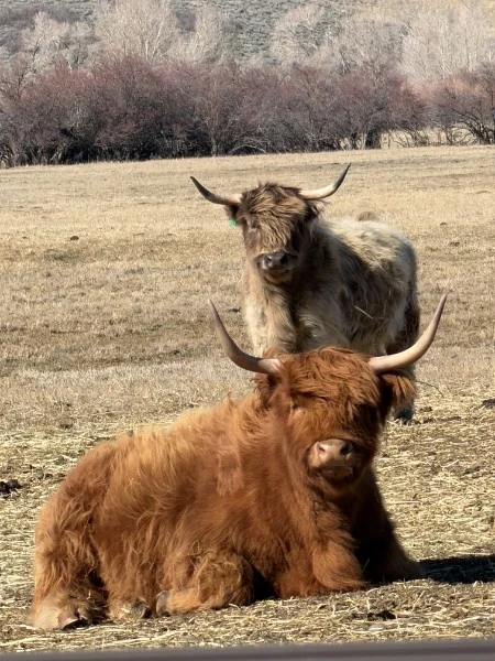 Two shaggy Highland cattle in a winter pasture, one lying down in front, with bare willows behind