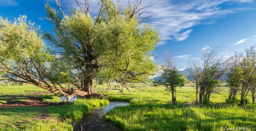 A shallow creek runs past willow trees through lush green meadow