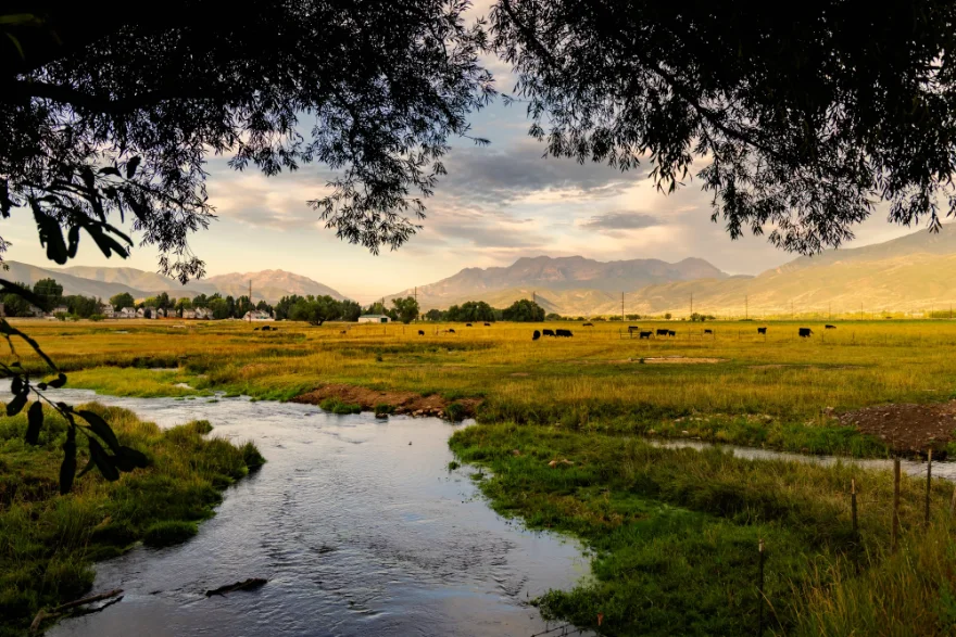 A stream winds through green pasture where cattle graze, with mountains under an evening sky